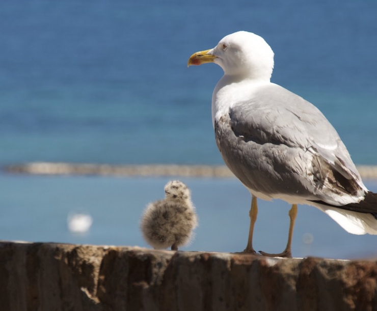 産後うつに悩む鳥
