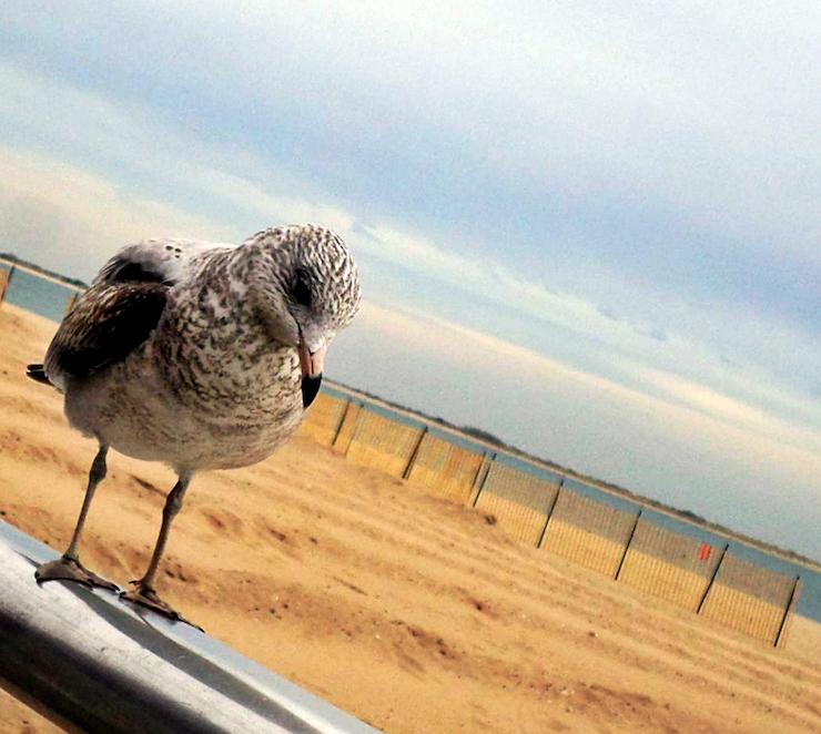 うつっぽい表情を浮かべている鳥