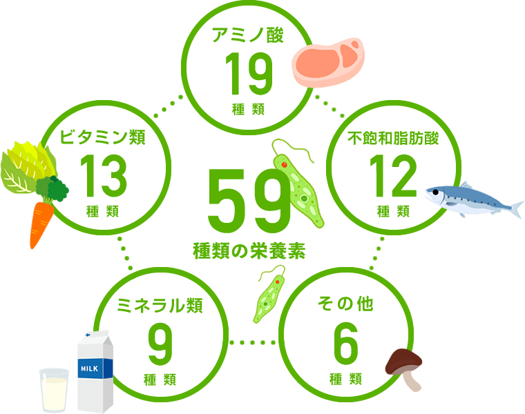 ユーグレナ(ミドリムシ) 59種類の豊富な栄養素