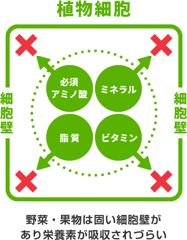 野菜・果物は固い細胞壁があり栄養素が吸収されづらい