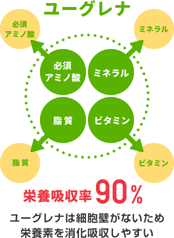 ユーグレナは細胞壁がないため栄養素を消化吸収しやすい