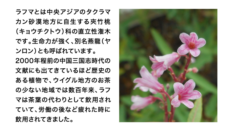 ラフマとは中央アジアのタクラマカン砂漠地方に自生する夾竹桃（キョウチクトウ）科の直立性潅木です。生命力が強く、別名燕龍（ヤンロン）とも呼ばれています。2000年程前の中国三国志時代の文献にも出てきているほど歴史のある植物で、ウイグル地方のお茶の少ない地域では数百年来、ラフマは茶葉の代わりとして飲用されていて、労働の後など疲れた時に飲用されてきました。