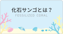 化石サンゴとは？